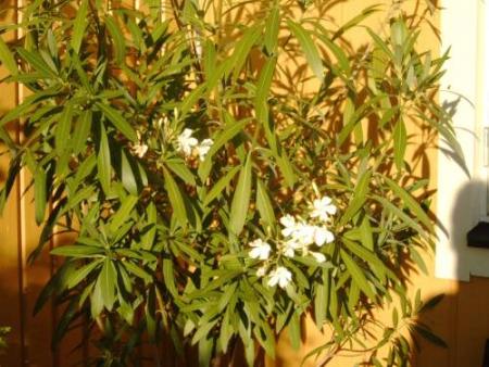 gallery_22915_60_37949.jpg