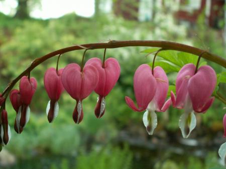 gallery_19984_3483_2990.jpg