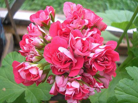 gallery_5783_3323_71956.jpg