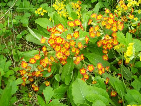 gallery_22761_3371_256363.jpg