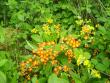 tn_gallery_22761_3371_268167.jpg