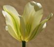 tn_gallery_3971_940_21168.jpg
