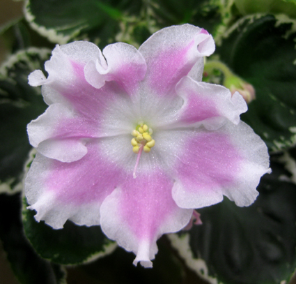 gallery_2821_3500_68288.jpg