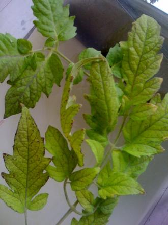 gallery_14562_3504_12223.jpg