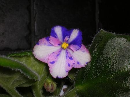 gallery_6805_2393_6692.jpg