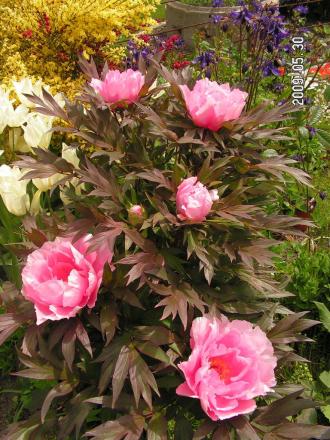 gallery_1786_2895_77395.jpg