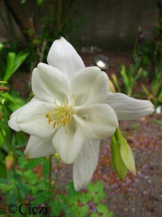 gallery_4113_3110_60575.jpg