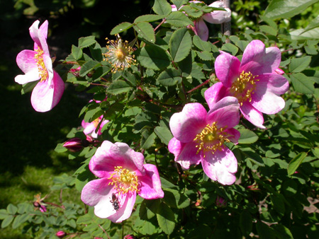 gallery_276_1640_15994.jpg