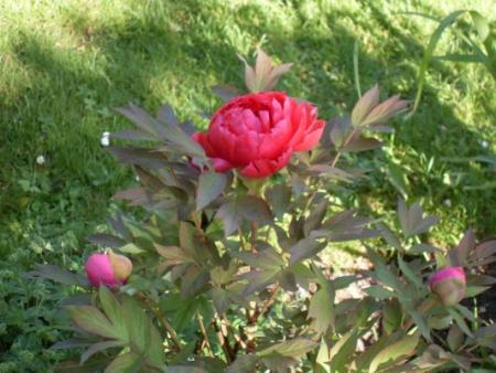 gallery_20295_3119_15400.jpg