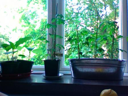 gallery_21801_3509_112152.jpg