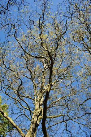 gallery_2283_3521_474915.jpg