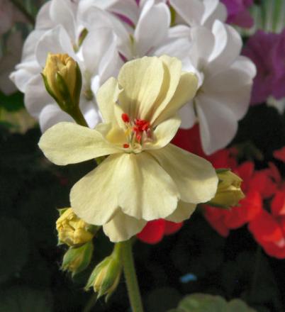 gallery_352_2076_24090.jpg