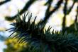 tn_gallery_2283_3521_40821.jpg