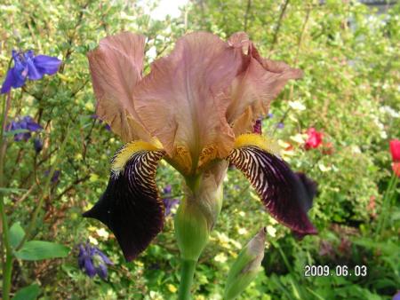 gallery_1786_2895_132638.jpg