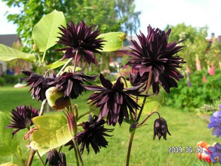 gallery_1786_2895_134709.jpg