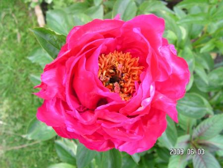 gallery_1786_2895_156048.jpg