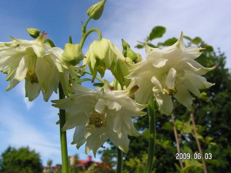 gallery_1786_2895_71819.jpg