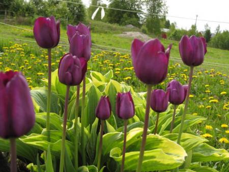 gallery_23204_3523_49447.jpg