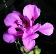 tn_gallery_352_2076_943.jpg