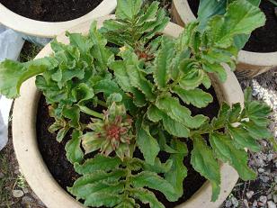 gallery_6685_2394_3210.jpg