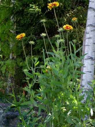 gallery_18863_3525_104915.jpg