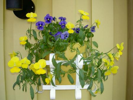 gallery_18863_3525_43450.jpg