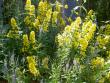 tn_gallery_18863_3525_28498.jpg