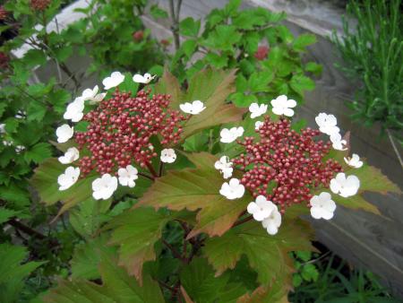 gallery_22628_3533_85548.jpg