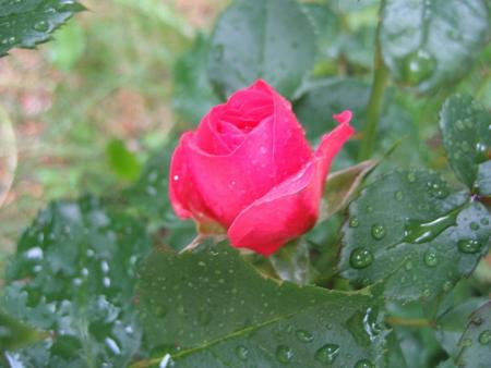 gallery_23163_3530_50433.jpg