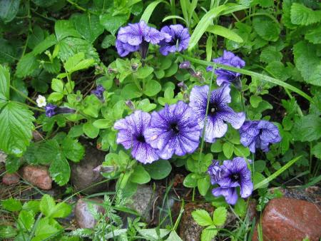 gallery_23163_3530_87636.jpg