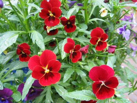 gallery_23163_3530_87987.jpg