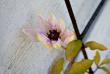 tn_gallery_2283_3519_166507.jpg