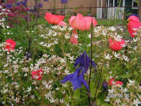 gallery_1786_2895_171420.jpg