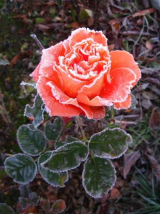 gallery_22628_3533_310313.jpg