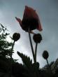 tn_gallery_22628_3533_80272.jpg