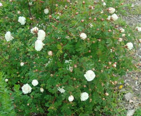gallery_12789_2988_223097.jpg