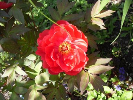 gallery_20295_3119_1847.jpg