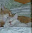 tn_gallery_352_1285_15406.jpg