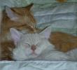 tn_gallery_352_1285_64603.jpg