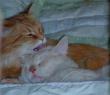 tn_gallery_352_1285_91535.jpg