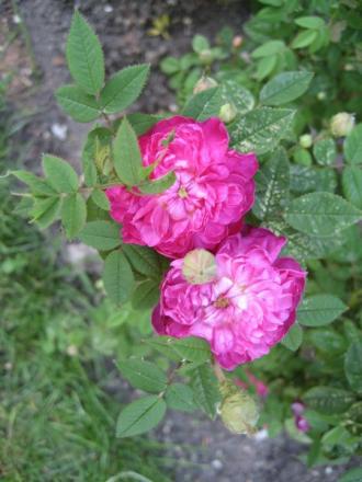 gallery_20295_3065_13752.jpg