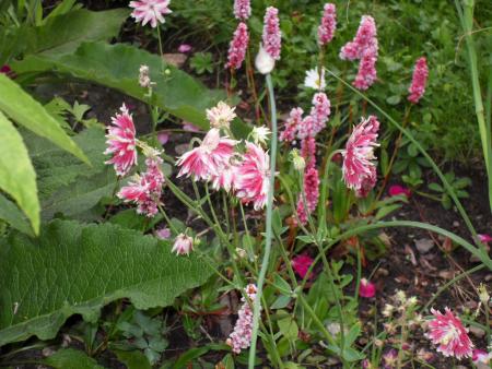 gallery_20295_3119_130387.jpg