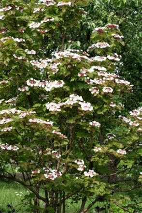 gallery_23533_3540_102618.jpg