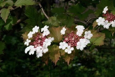 gallery_23533_3540_19635.jpg