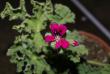 tn_gallery_3917_3538_71948.jpg