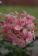 tn_gallery_3917_3538_87557.jpg