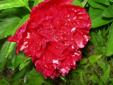 gallery_16329_3450_201355.jpg