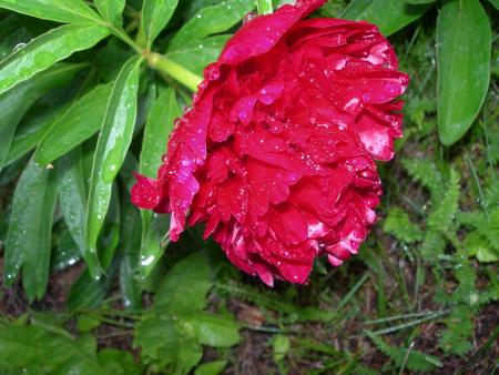 gallery_16329_3450_4351.jpg