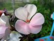 tn_gallery_352_2076_54610.jpg