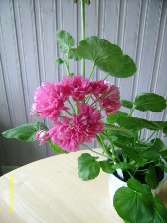 gallery_12414_3439_66603.jpg